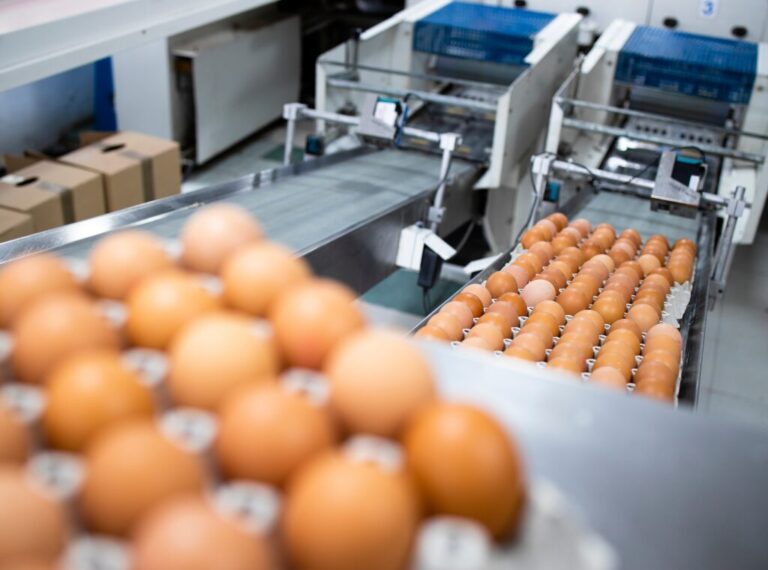 Eggs in cartons on an assembly line ready to be sent to the store.