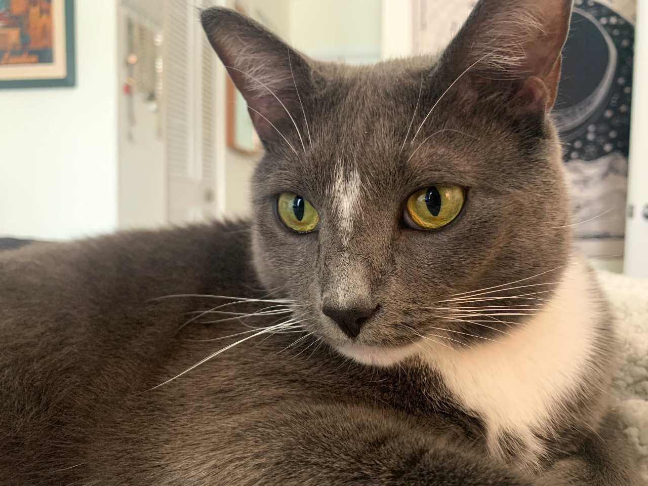 grey and white cat named freddie
